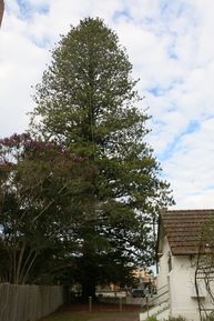 St Margaret's Anglican Church - Light Tree 16-08-2018 - John Huth, Wilston, Brisbane